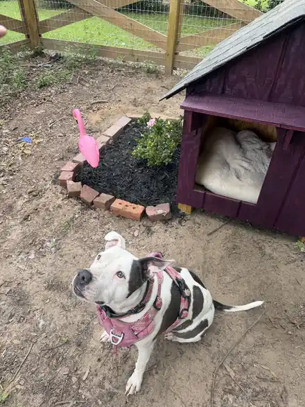 A maroon dog house in a landscaped bed with a dog sitting beside it, sent in by a customer