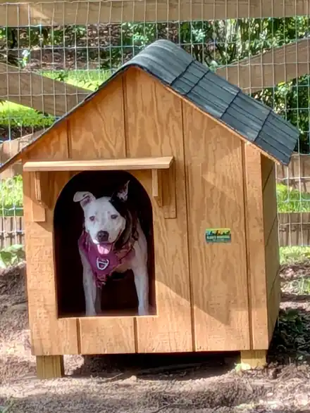 A white dog standing in the doorway of a gabled Clark's Woodwork dog house